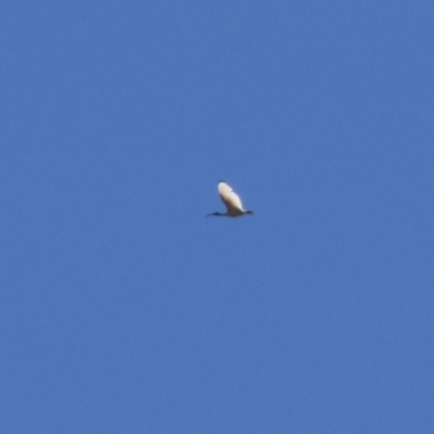 Threskiornis molucca (Australian White Ibis) at Tharwa, ACT - 17 Dec 2021 by RodDeb