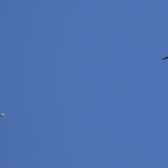 Threskiornis molucca at Tharwa, ACT - 17 Dec 2021