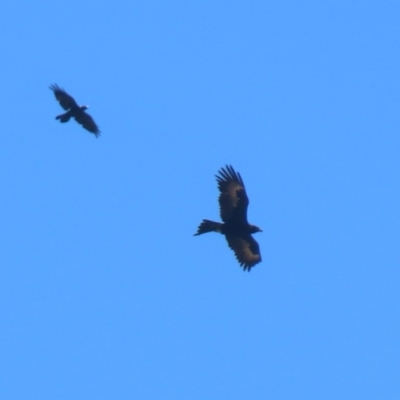 Aquila audax (Wedge-tailed Eagle) at Tharwa, ACT - 17 Dec 2021 by RodDeb