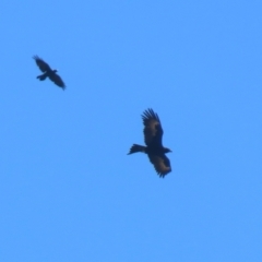 Aquila audax (Wedge-tailed Eagle) at Tharwa, ACT - 17 Dec 2021 by RodDeb