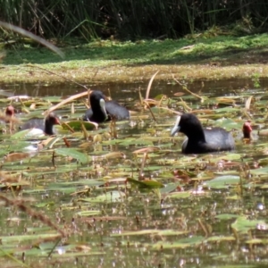 Fulica atra at Paddys River, ACT - 17 Dec 2021 12:46 PM