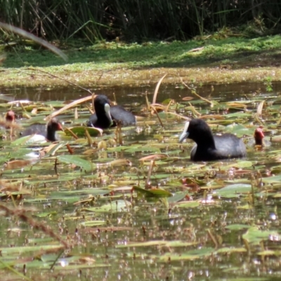 Fulica atra (Eurasian Coot) at Paddys River, ACT - 17 Dec 2021 by RodDeb