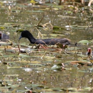 Fulica atra at Paddys River, ACT - 17 Dec 2021 12:46 PM