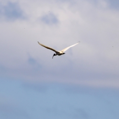 Threskiornis molucca (Australian White Ibis) at Paddys River, ACT - 17 Dec 2021 by RodDeb