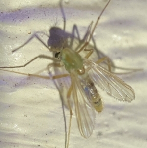 Chironomidae (family) at Jerrabomberra, NSW - suppressed