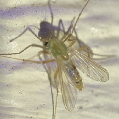 Chironomidae (family) (Non-biting Midge) at QPRC LGA - 18 Dec 2021 by Steve_Bok