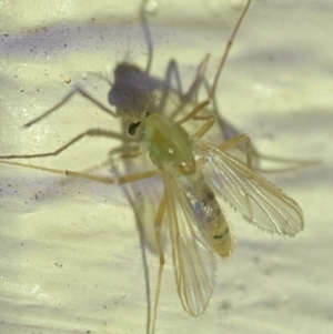 Chironomidae (family) at Jerrabomberra, NSW - suppressed