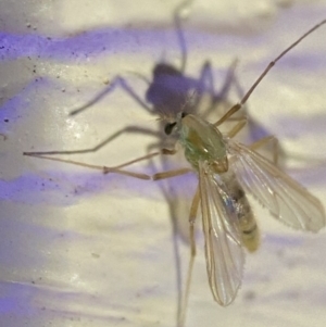 Chironomidae (family) at Jerrabomberra, NSW - suppressed