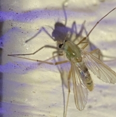 Chironomidae (family) at Jerrabomberra, NSW - suppressed