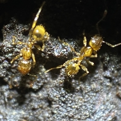Pheidole sp. (genus) (Seed-harvesting ant) at QPRC LGA - 18 Dec 2021 by Steve_Bok