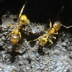 Pheidole sp. (genus) (Seed-harvesting ant) at Jerrabomberra, NSW - 18 Dec 2021 by Steve_Bok