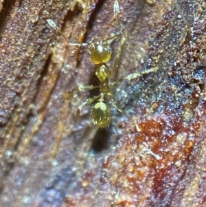 Pheidole sp. (genus) at Jerrabomberra, NSW - suppressed