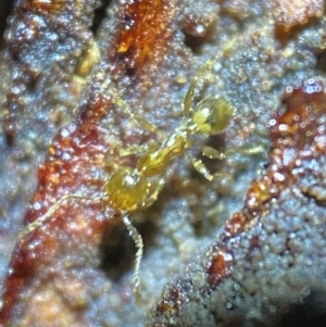 Pheidole sp. (genus) at Jerrabomberra, NSW - suppressed