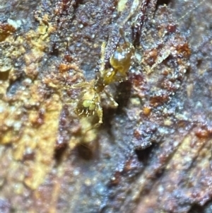 Pheidole sp. (genus) at Jerrabomberra, NSW - 18 Dec 2021