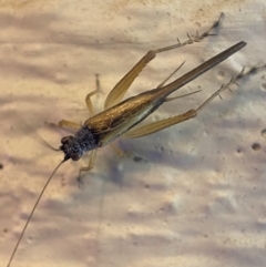 Trigonidium vittaticollis (A sword-tail cricket) at Jerrabomberra, NSW - 18 Dec 2021 by Steve_Bok