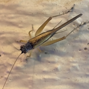 Trigonidium vittaticollis at Jerrabomberra, NSW - 18 Dec 2021