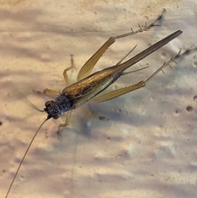 Trigonidium vittaticollis (A sword-tail cricket) at Jerrabomberra, NSW - 18 Dec 2021 by SteveBorkowskis