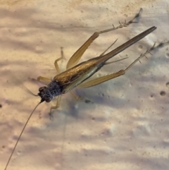 Trigonidium vittaticollis (A sword-tail cricket) at QPRC LGA - 18 Dec 2021 by Steve_Bok