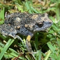 Uperoleia laevigata (Smooth Toadlet) at Jerrabomberra, NSW - 18 Dec 2021 by SteveBorkowskis