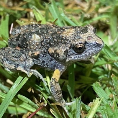 Uperoleia laevigata (Smooth Toadlet) at Jerrabomberra, NSW - 18 Dec 2021 by Steve_Bok