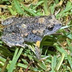 Uperoleia laevigata at Jerrabomberra, NSW - 18 Dec 2021