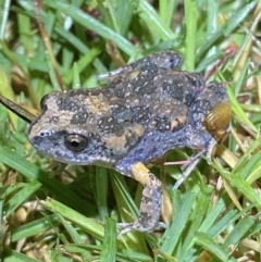 Uperoleia laevigata at Jerrabomberra, NSW - 18 Dec 2021