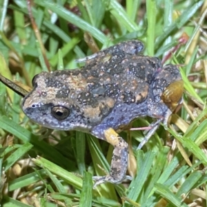 Uperoleia laevigata at Jerrabomberra, NSW - 18 Dec 2021