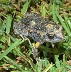 Uperoleia laevigata at Jerrabomberra, NSW - 18 Dec 2021