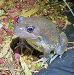 Limnodynastes dumerilii (Eastern Banjo Frog) at Jerrabomberra, NSW - 18 Dec 2021 by Steve_Bok