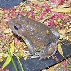 Limnodynastes dumerilii at Jerrabomberra, NSW - suppressed