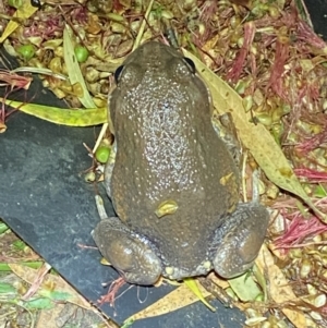 Limnodynastes dumerilii at Jerrabomberra, NSW - suppressed