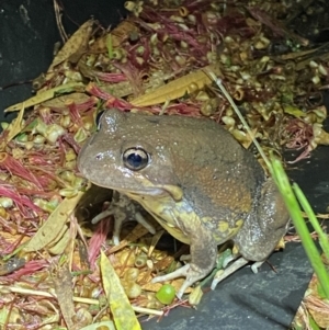 Limnodynastes dumerilii at Jerrabomberra, NSW - suppressed