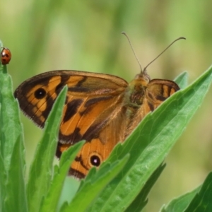 Heteronympha merope at Paddys River, ACT - 17 Dec 2021