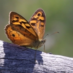 Heteronympha merope at Paddys River, ACT - 17 Dec 2021 01:16 PM