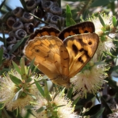 Heteronympha merope at Paddys River, ACT - 17 Dec 2021