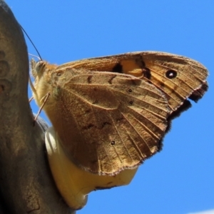 Heteronympha merope at Paddys River, ACT - 17 Dec 2021