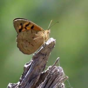 Heteronympha merope at Paddys River, ACT - 17 Dec 2021