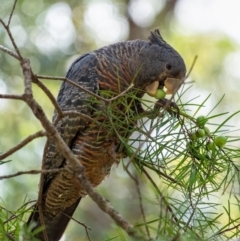 Callocephalon fimbriatum (Gang-gang Cockatoo) at Penrose, NSW - 16 Dec 2021 by Aussiegall