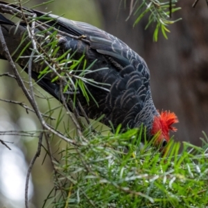 Callocephalon fimbriatum at Penrose, NSW - 17 Dec 2021