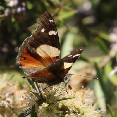 Vanessa itea (Yellow Admiral) at Paddys River, ACT - 17 Dec 2021 by RodDeb