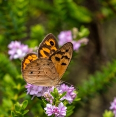 Heteronympha merope (Common Brown Butterfly) at Wingecarribee Local Government Area - 16 Dec 2021 by Aussiegall