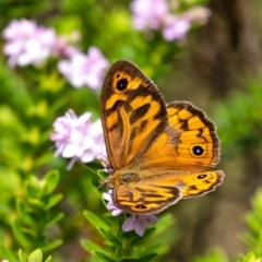 Heteronympha merope at Penrose, NSW - 17 Dec 2021 09:35 AM