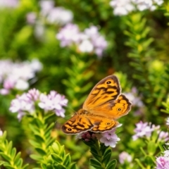 Heteronympha merope at Penrose, NSW - 17 Dec 2021