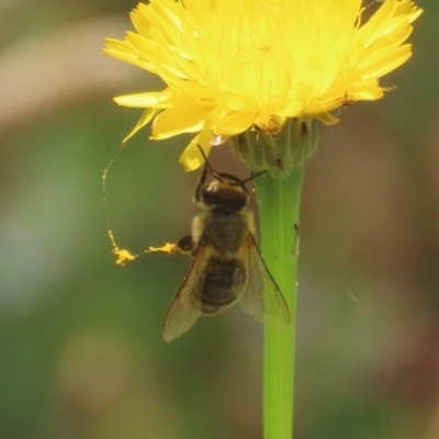 Apis mellifera (European honey bee) at Namadgi National Park - 17 Dec 2021 by RodDeb