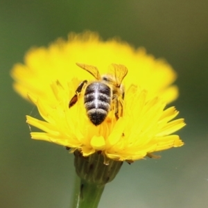 Apis mellifera at Paddys River, ACT - 17 Dec 2021