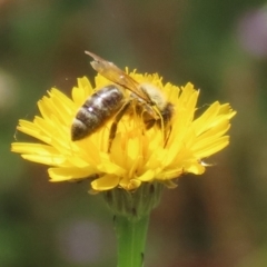 Apis mellifera at Paddys River, ACT - 17 Dec 2021