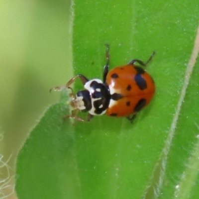 Hippodamia variegata (Spotted Amber Ladybird) at Namadgi National Park - 17 Dec 2021 by RodDeb