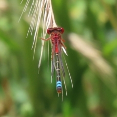 Xanthagrion erythroneurum (Red & Blue Damsel) at Paddys River, ACT - 17 Dec 2021 by RodDeb