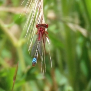 Xanthagrion erythroneurum at Paddys River, ACT - 17 Dec 2021