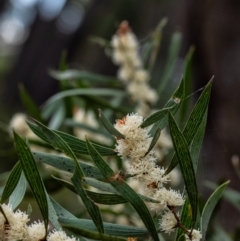Hakea dactyloides (Finger Hakea) at Wingecarribee Local Government Area - 18 Dec 2021 by Aussiegall